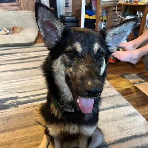 Photo of Natalie, adoptable Mixed Breed (Medium) in Buffalo, Minnesota