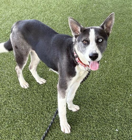 Photo of Sweetums, adoptable Border Collie in Baytown, Texas
