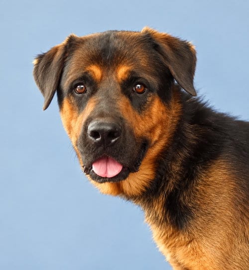 Photo of AL, adoptable Rottweiler in Pasadena, California
