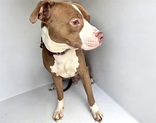 Photo of Hitch, adoptable Pit Bull Terrier in Houston, Texas