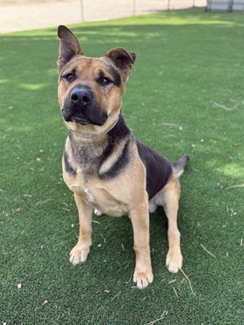 Photo of Bumble, adoptable German Shepherd Dog in Castaic, California