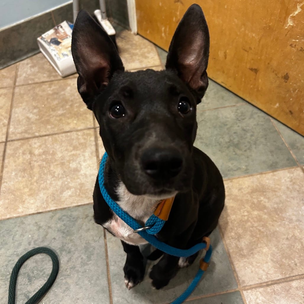 Photo of Mabel, adoptable Mixed Breed (Medium) in Chattanooga, Tennessee