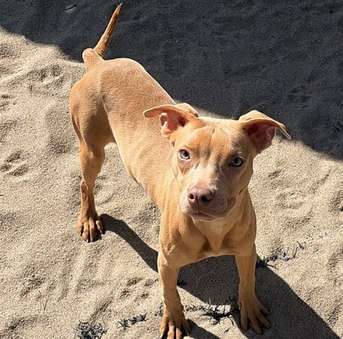 Photo of Harmony, adoptable Pit Bull Terrier in Salinas, California