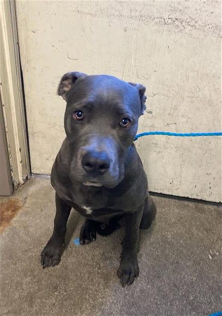 Photo of Donatello, adoptable Pit Bull Terrier in Sacramento, California