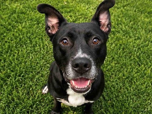 Photo of Chief, adoptable Pit Bull Terrier in Carlsbad, California
