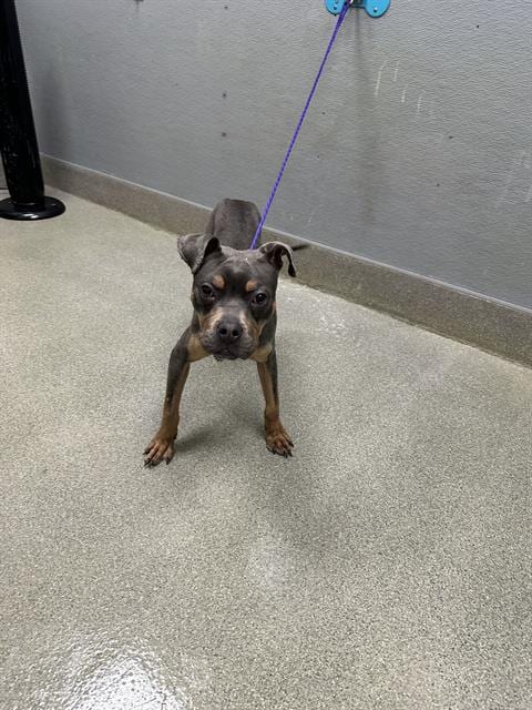 Photo of Menace, adoptable Pit Bull Terrier in Las Vegas, Nevada