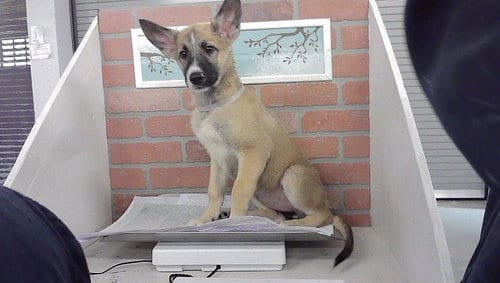 Photo of Dania, adoptable German Shepherd Dog in Houston, Texas
