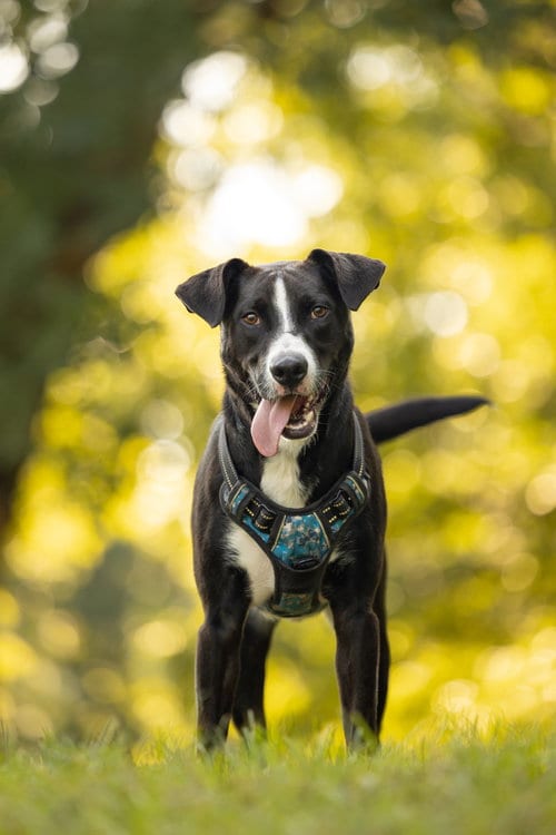 Photo of Simba, adoptable Labrador Retriever in Raleigh, North Carolina