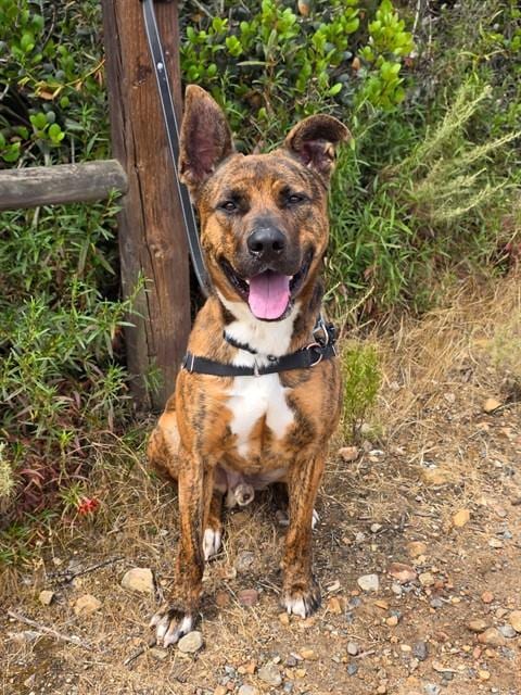 Photo of Yami, adoptable Pit Bull Terrier in Chula Vista, California