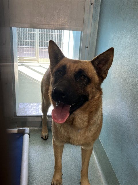 Photo of A5802372, adoptable German Shepherd Dog in Baldwin Park, California