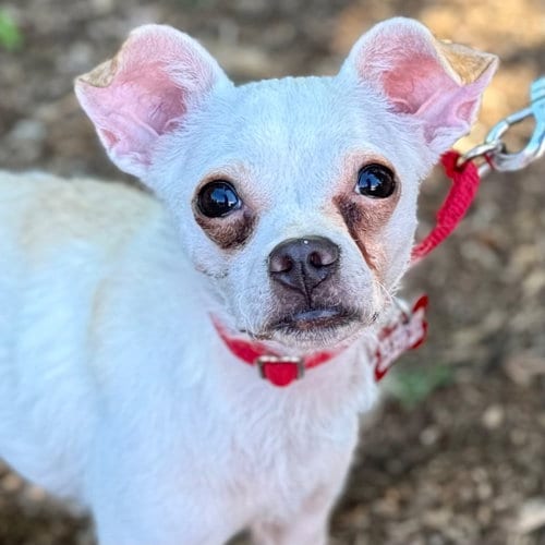 Photo of Peanut, adoptable Chihuahua in Canton, Connecticut