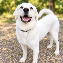Photo of Rose, adoptable Labrador Retriever Great Pyrenees in Frisco, Colorado