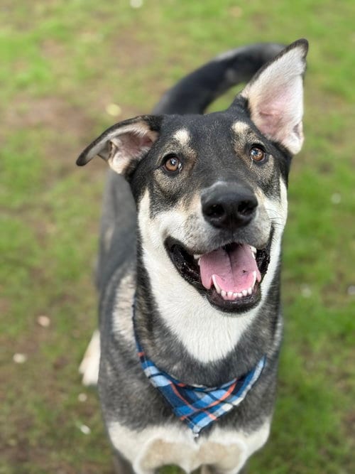 Photo of Berry, adoptable Anatolian Shepherd in Phoenix, Arizona