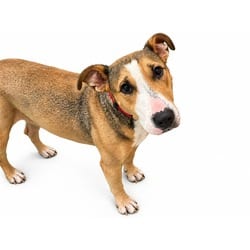 Photo of Sunny, adoptable Bull Terrier in Ft Lauderdale, Florida