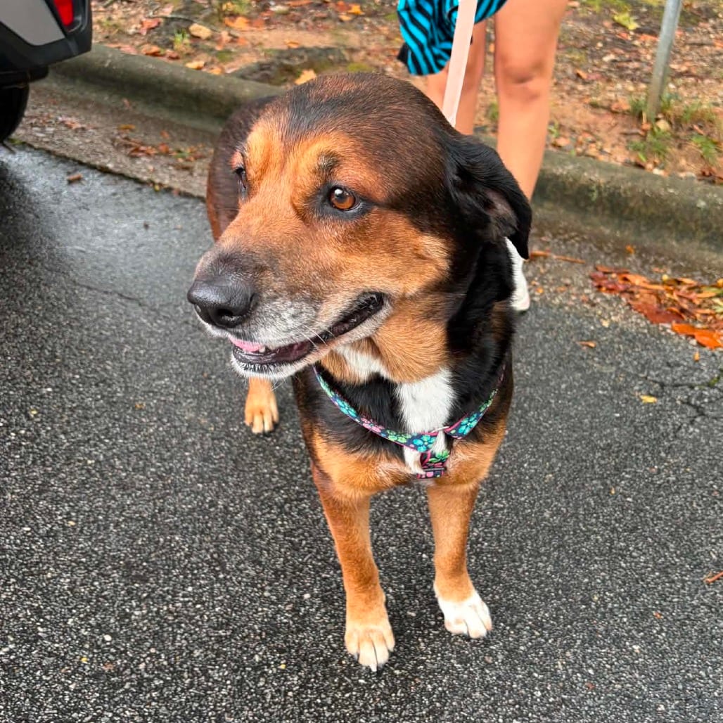 Photo of Chloe, adoptable Shepherd / Mixed Breed (Medium) in Raleigh area, North Carolina