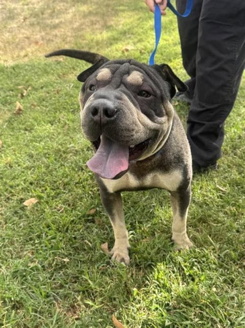 Photo of London, adoptable Chinese Shar-Pei in Tucson, Arizona