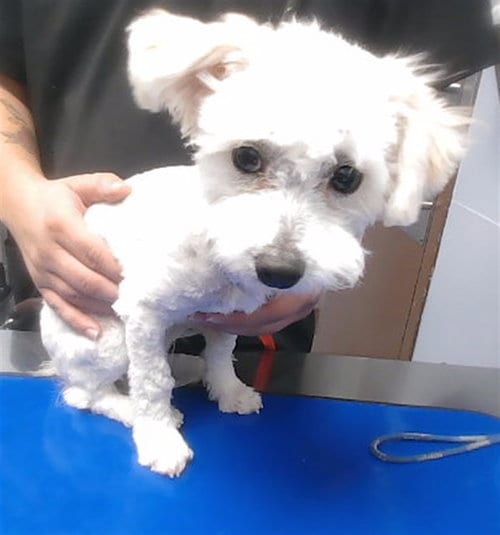 Photo of Pogo, adoptable Poodle (Toy) in Phoenix, Arizona