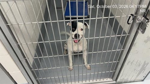 Photo of Denali, adoptable American Pit Bull Terrier in Ocala, Florida