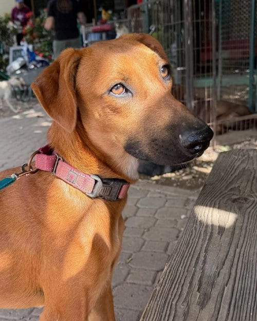 Photo of Vera, adoptable Unknown breed in Shelburne, Vermont