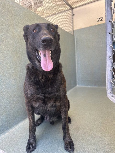 Photo of Shadow, adoptable Dutch Shepherd in Agoura, California