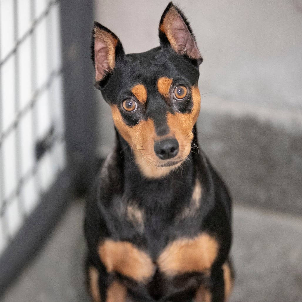 Photo of Trixie (AG26-204), adoptable Pinscher, Miniature in Colorado Springs, Colorado