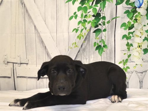 Photo of Dana, adoptable Labrador Retriever in Oroville, California