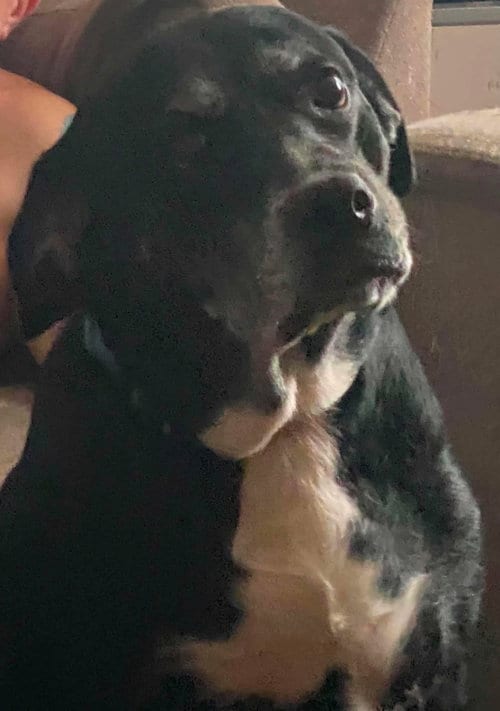 Photo of Zoey, adoptable Labrador Retriever in Lewistown, Pennsylvania