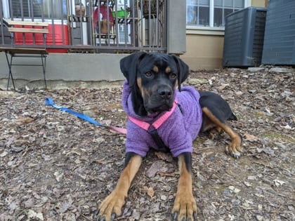Photo of Dolly Parton, adoptable dog in Atlanta, Georgia