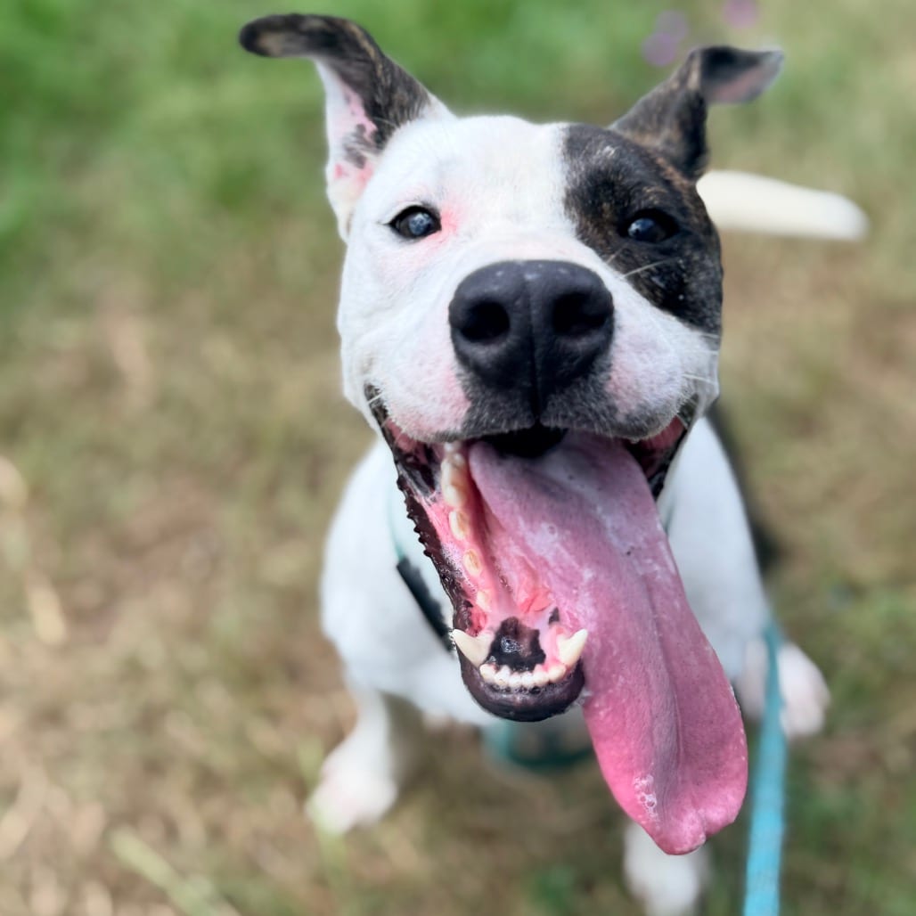 Photo of Messer, adoptable Terrier / Mixed Breed (Medium) in Columbus, Georgia
