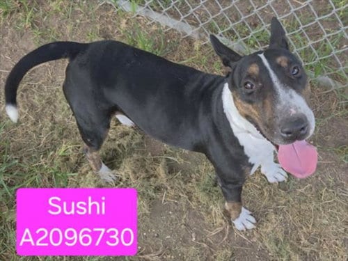 Photo of Sushi, adoptable Bull Terrier in Houston, Texas