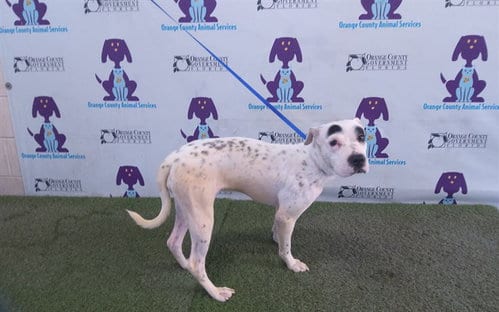 Photo of Paris, adoptable Chinese Shar-Pei in Orlando, Florida