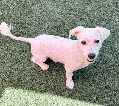Photo of Troy, adoptable Poodle (Miniature) in Salinas, California