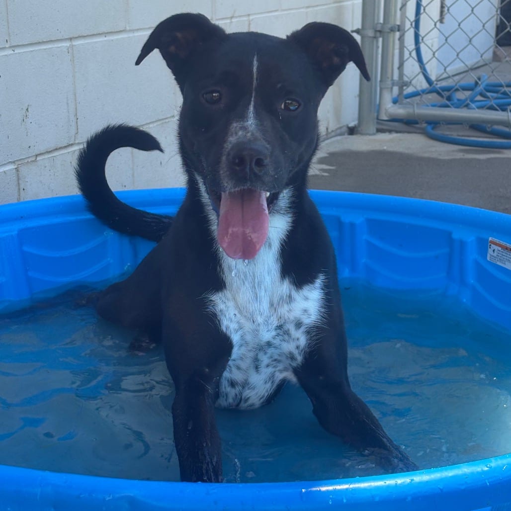 Photo of Rose, adoptable Pointer, English in Marshalltown, Iowa