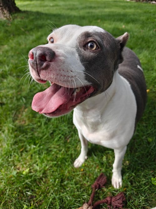 Photo of Mariposa, adoptable American Pit Bull Terrier in Germantown, Ohio
