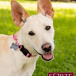 Photo of Belle, adoptable Labrador Retriever Shiba Inu in Marina del Rey, California