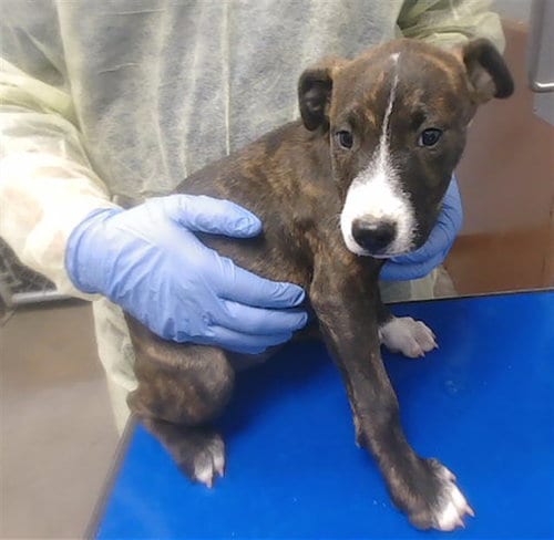 Photo of Layne, adoptable American Pit Bull Terrier in Phoenix, Arizona