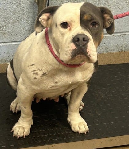 Photo of Malia, adoptable dog in Chamblee, Georgia
