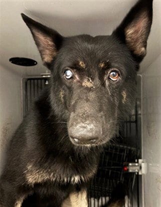 Photo of Shamu, adoptable German Shepherd Dog in Sanford, Florida