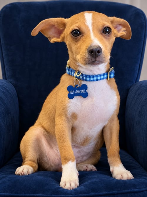 Photo of Josh, adoptable Chihuahua in Phoenix, Arizona