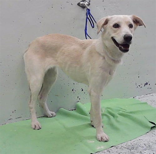 Photo of Blanca, adoptable Labrador Retriever in Houston, Texas