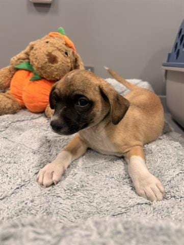 Photo of Hunter, adoptable Terrier in San Martin, California