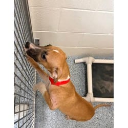 Photo of Wicket, adoptable American Pit Bull Terrier in Baton Rouge, Louisiana