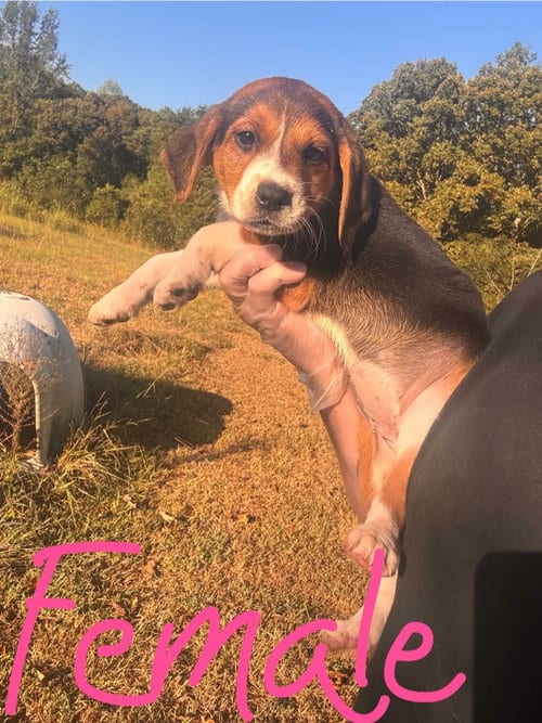 Photo of Stella, adoptable Beagle in Newark, Delaware
