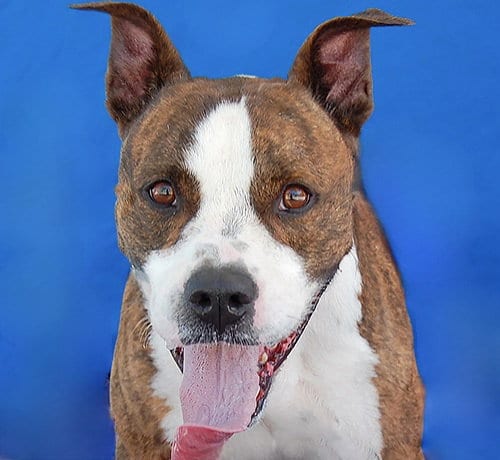 Photo of Brass, adoptable Pit Bull Terrier in Pasadena, California