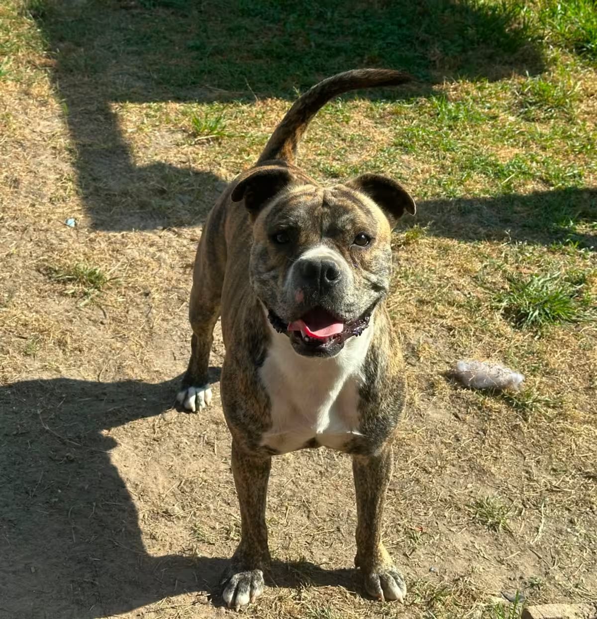 Photo of Good Boi, adoptable American Bulldog/Boxer in Houston, Texas