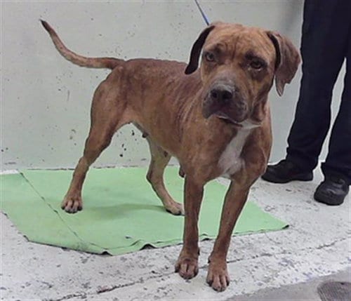 Photo of Tati, adoptable Staffordshire Bull Terrier in Houston, Texas