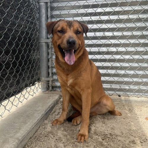 Photo of Red, adoptable German Shepherd Dog in Thousand Palms, California