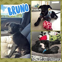 Photo of Bruno, adoptable Labrador Retriever in Ringwood, New Jersey