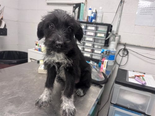 Photo of Bubbles, adoptable Australian Cattle Dog/Blue Heeler in San Andreas, California