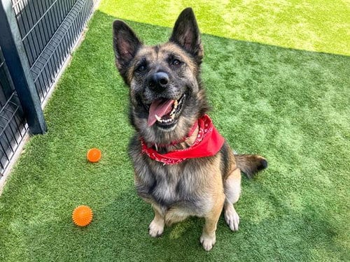 Photo of Maria, adoptable German Shepherd Dog in Orange, California